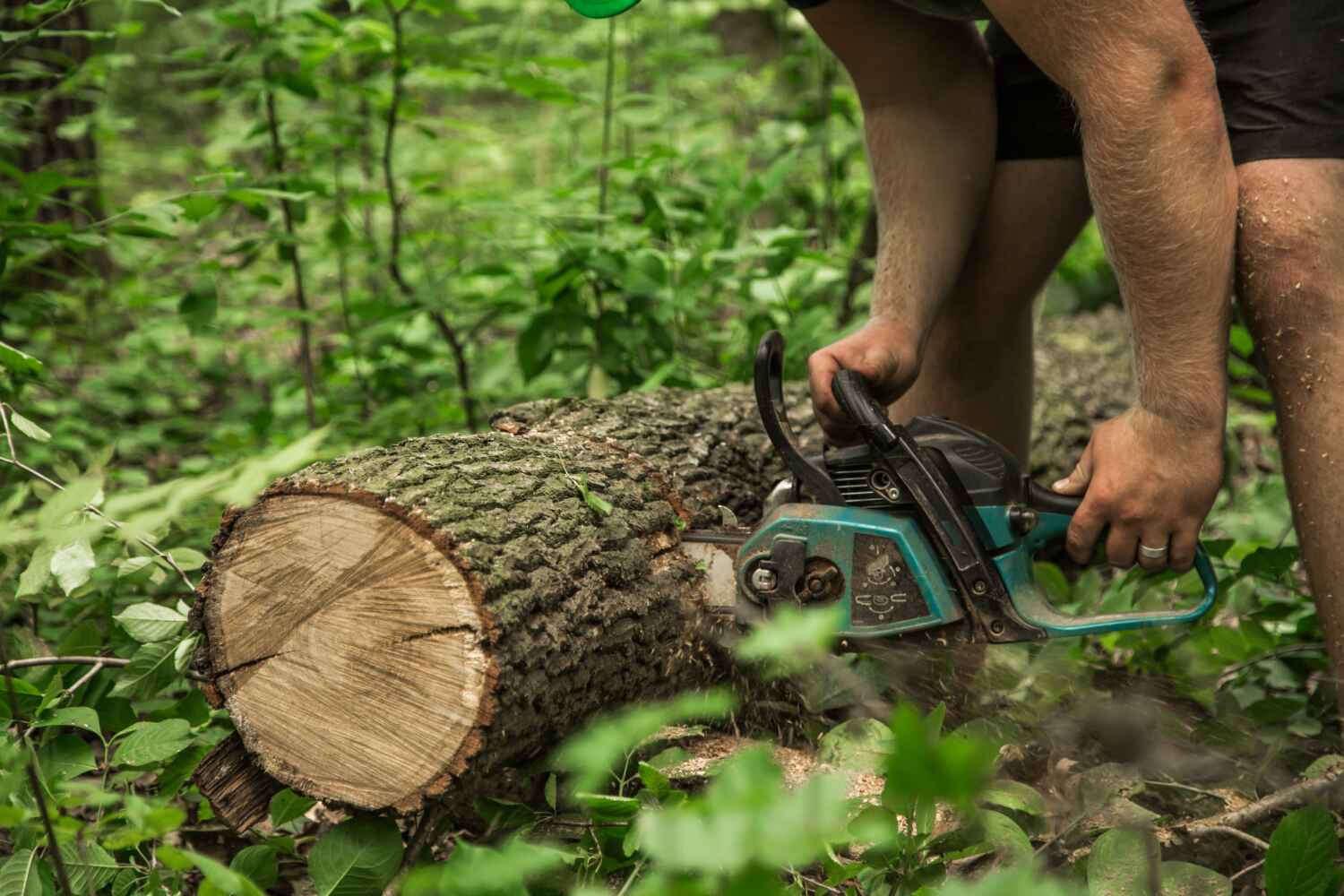 Best Palm Tree Trimming  in New Port Richey East, FL